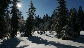 Mežagari, Salavecis un saldumu feja 