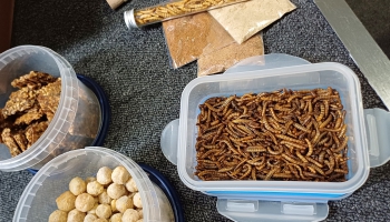 Uz šķīvja – kukaiņi!